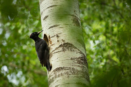 Dryocopus martius. Bird nesting behavior. Woodpecker with chick in the nesting hole. Black woodpecker in the forest. Wildlife scene with black bird in the nature habitat. Czech Republic. Wildlife.の写真素材