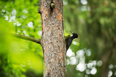 Dryocopus martius. Bird nesting behavior. Woodpecker with chick in the nesting hole. Black woodpecker in the forest. Wildlife scene with black bird in the nature habitat. Czech Republic. Wildlife.の写真素材