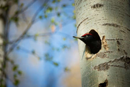 Dryocopus martius. Bird nesting behavior. Woodpecker with chick in the nesting hole. Black woodpecker in the forest. Wildlife scene with black bird in the nature habitat. Czech Republic. Wildlife.の写真素材