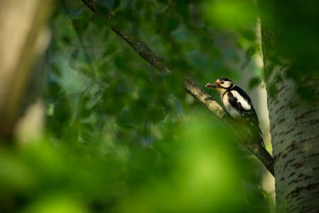 Dendrocopos major. Wild nature of the Czech Republic. Evening photography. Free nature. Beautiful...