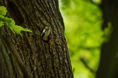 Dendrocopos major. Wild nature of the Czech Republic. Evening photography. Free nature. Beautiful picture. Photos of nature.の写真素材