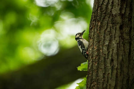 Dendrocopos major. Wild nature of the Czech Republic. Evening photography. Free nature. Beautiful picture. Photos of nature.の写真素材