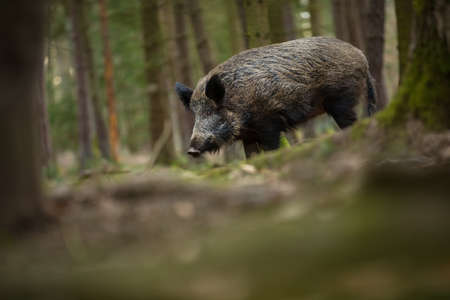 Sus scrofa. The wild nature of the Czech Republic. Free nature. Picture of an animal in nature. Beautiful picture. Animal in the woods. Deep forest. Mysterious Forest. Wild. From animal life. Wild boarの写真素材
