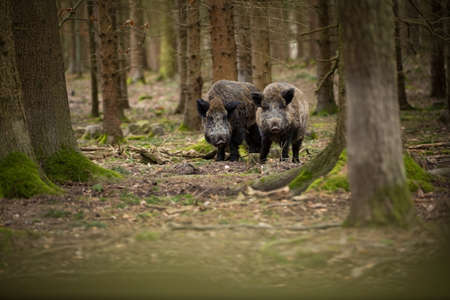 Your scrofa. The wild nature of the Czech Republic. Free nature. Picture of an animal in nature. Beautiful picture. Animal in the woods. Deep forest. Mysterious Forest. Wild. From animal life. Wild boaの写真素材