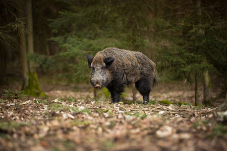 Your scrofa. The wild nature of the Czech Republic. Free nature. Picture of an animal in nature....