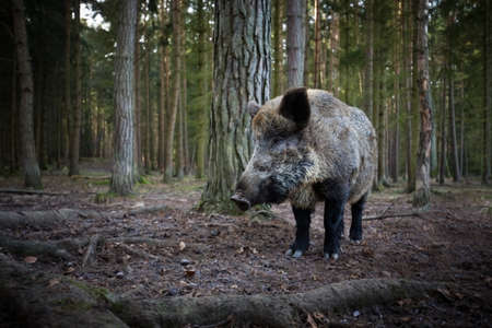 Your scrofa. The wild nature of the Czech Republic. Free nature. Picture of an animal in nature. Beautiful picture. Animal in the woods. Deep forest. Mysterious Forest. Wild. From animal life. Wild boaの写真素材