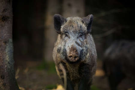 Your scrofa. The wild nature of the Czech Republic. Free nature. Picture of an animal in nature. Beautiful picture. Animal in the woods. Deep forest. Mysterious Forest. Wild. From animal life. Wild boaの写真素材