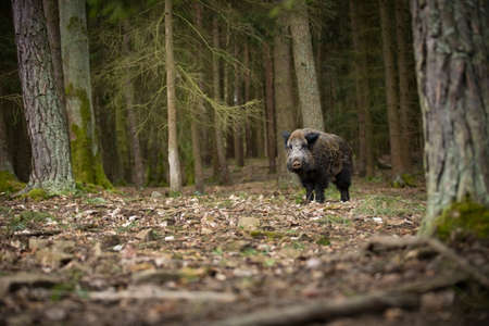 Your scrofa. The wild nature of the Czech Republic. Free nature. Picture of an animal in nature. Beautiful picture. Animal in the woods. Deep forest. Mysterious Forest. Wild. From animal life. Wild boaの写真素材