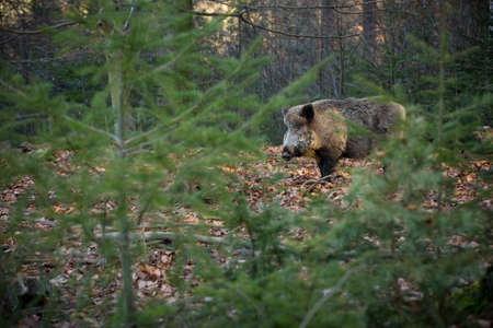 Your scrofa. The wild nature of the Czech Republic. Free nature. Picture of an animal in nature. Beautiful picture. Animal in the woods. Deep forest. Mysterious Forest. Wild. From animal life. Wild boaの写真素材