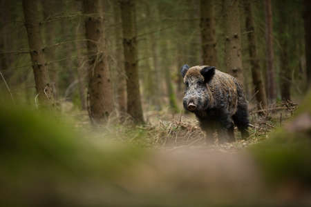 Your scrofa. The wild nature of the Czech Republic. Free nature. Picture of an animal in nature. Beautiful picture. Animal in the woods. Deep forest. Mysterious Forest. Wild. From animal life. Wild boaの写真素材