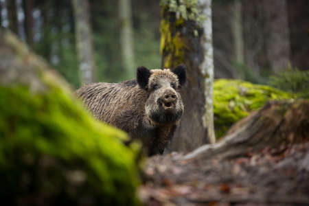 Your scrofa. The wild nature of the Czech Republic. Free nature. Picture of an animal in nature. Beautiful picture. Animal in the woods. Deep forest. Mysterious Forest. Wild. From animal life. Wild boaの写真素材