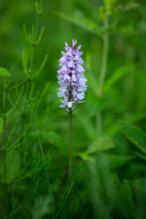 Dactylorhiza fuchsii. Orchidaceae. The wild nature of the Czech Republic. A rare plant of wild nature. Plant in the grass. Beautiful picture. Spring nature.の写真素材