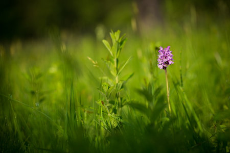 Dactylorhiza fuchsii. Orchidaceae. The wild nature of the Czech Republic. A rare plant of wild nature. Plant in the grass. Beautiful picture. Spring nature.の写真素材