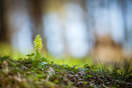 Orchis pallens. Orchidaceae. The wild nature of the Czech Republic. A rare plant of wild nature. Plant in the grass. Beautiful picture. Spring nature. Orchis pallens, Pale-の写真素材