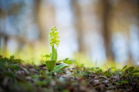Orchis pallens. Orchidaceae. The wild nature of the Czech Republic. A rare plant of wild nature. Plant in the grass. Beautiful picture. Spring nature. Orchis pallens, Pale-の写真素材