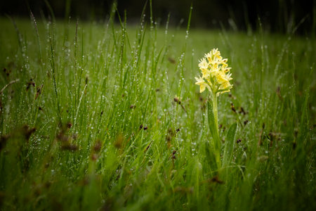 Yellow wild orchid with raindrops on the green meadow.の写真素材