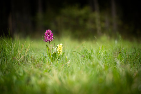 Wild orchids in a meadow in springtime with shallow depth of fieldの写真素材