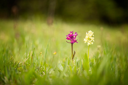 Dactylorhiza sambucina. Free nature. Beautiful picture. Orchid of the Czech Republic. Beautiful photo. Wild nature of the Czech Republic. Plants. Orchids of Europe.の写真素材