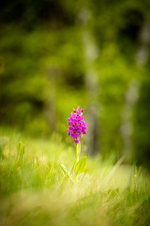 Dactylorhiza sambucina. Free nature. Beautiful picture. Orchid of the Czech Republic. Beautiful photo. Wild nature of the Czech Republic. Plants. Orchids of Europe.の写真素材