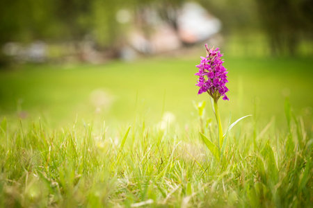Dactylorhiza sambucina. Free nature. Beautiful picture. Orchid of the Czech Republic. Beautiful photo. Wild nature of the Czech Republic. Plants. Orchids of Europe.の写真素材