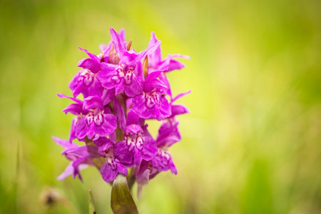 Dactylorhiza sambucina. Free nature. Beautiful picture. Orchid of the Czech Republic. Beautiful photo. Wild nature of the Czech Republic. Plants. Orchids of Europe.の写真素材
