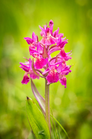 Dactylorhiza sambucina. Free nature. Beautiful picture. Orchid of the Czech Republic. Beautiful photo. Wild nature of the Czech Republic. Plants. Orchids of Europe.の写真素材