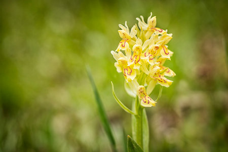 Dactylorhiza sambucina. Free nature. Beautiful picture. Orchid of the Czech Republic. Beautiful photo. Wild nature of the Czech Republic. Plants. Orchids of Europe.の写真素材