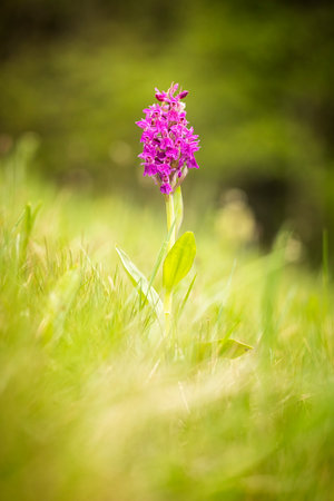 Dactylorhiza sambucina. Free nature. Beautiful picture. Orchid of the Czech Republic. Beautiful photo. Wild nature of the Czech Republic. Plants. Orchids of Europe.の写真素材
