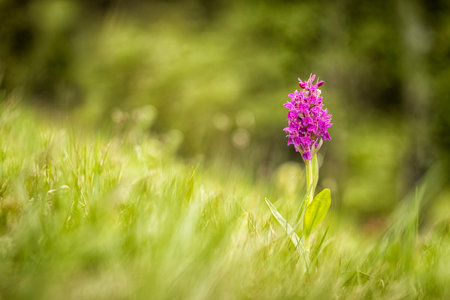 Dactylorhiza sambucina. Free nature. Beautiful picture. Orchid of the Czech Republic. Beautiful photo. Wild nature of the Czech Republic. Plants. Orchids of Europe.の写真素材