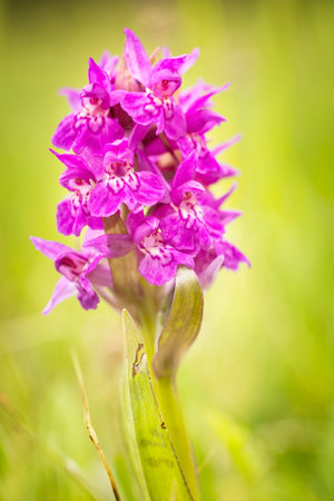 Dactylorhiza sambucina. Free nature. Beautiful picture. Orchid of the Czech Republic. Beautiful photo. Wild nature of the Czech Republic. Plants. Orchids of Europe.の写真素材
