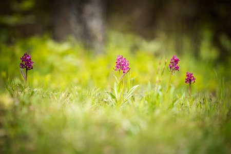 Dactylorhiza sambucina. Free nature. Beautiful picture. Orchid of the Czech Republic. Beautiful photo. Wild nature of the Czech Republic. Plants. Orchids of Europe.の写真素材