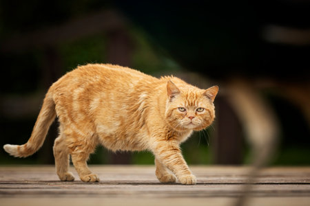 Red cat on the way. Animal in nature. Beautiful animal. Lovely animal. Kitten on the way.の写真素材