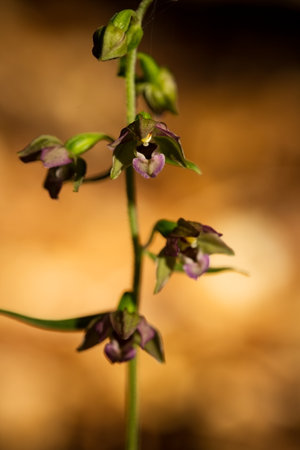 Epipactis helleborine subsp. helleborine. Beautiful orchid. A rare plant. Shumava. Free nature. A plant in the forest. The amazing world of nature. Flora in nature. Orchid.の写真素材