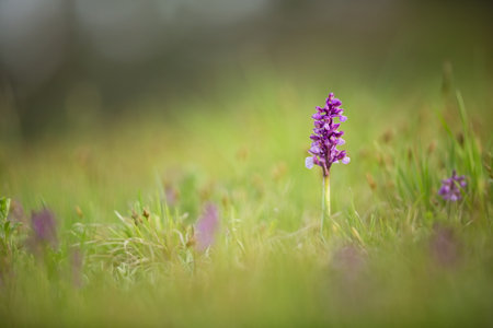 Orchis morio. Orchid in nature in the Czech Republic. Wild nature. A very rare plant. Plant photographed in the morning. The sun in the photo. Beautiful nature.の写真素材