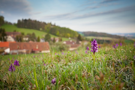 Orchis morio. Orchid in nature in the Czech Republic. Wild nature. A very rare plant. Plant photographed in the morning. The sun in the photo. Beautiful nature.の写真素材
