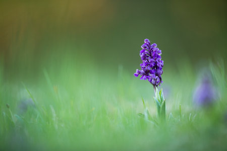 Orchis morio. Orchid in nature in the Czech Republic. Wild nature. A very rare plant. Plant photographed in the morning. The sun in the photo.の写真素材