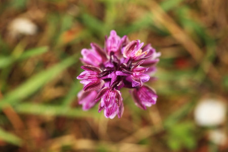 Orchis morio. Orchid in nature in the Czech Republic. Wild nature. A very rare plant. Plant photographed in the morning. The sun in the photo.の写真素材