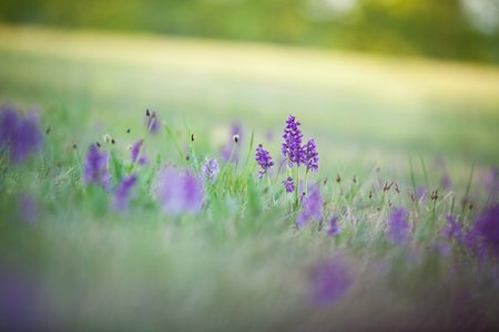 Orchis morio. Orchid in nature in the Czech Republic. Wild nature. A very rare plant. Plant photographed in the morning. The sun in the photo. Beautiful nature.の写真素材