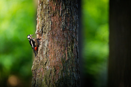 Dendrocopos major. Wild nature of the Czech Republic. Evening photography. Nature. Bird on the tree.