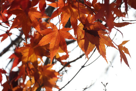 Autumn leaves in the sky.の写真素材
