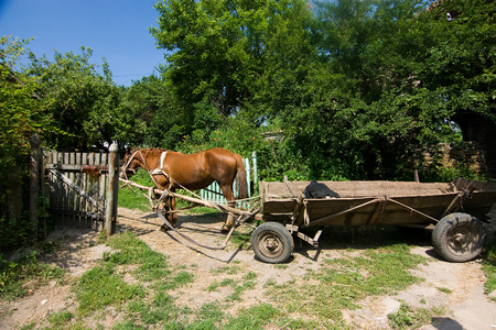 brown horse with cart near fence in the villageの写真素材