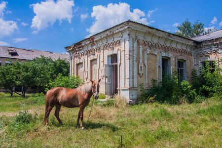 Red horse in front abandoned building in Tulchyn, Vinnitsa oblast の写真素材