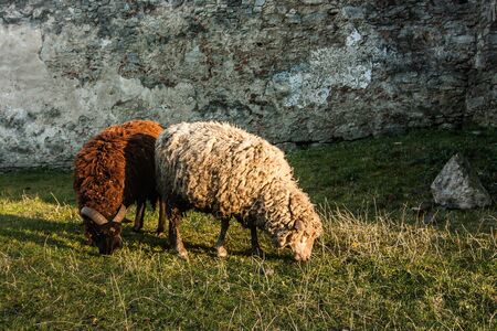 Two sheeps graze near  Medzhybizh; castle in Khmelnytskyi Oblast, Ukraineの写真素材