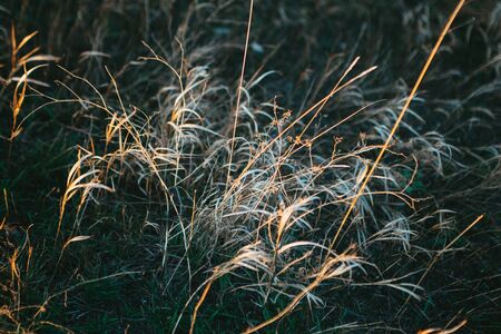 Dry flowers, stems of plants, leaves, herbs and grass in autumn season. Autumn sunset.の写真素材