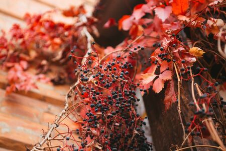 Wild grape with red leaves over brick wall