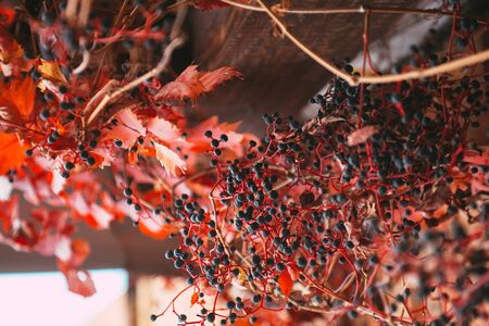 Wild grape with red leaves over brick wallの写真素材