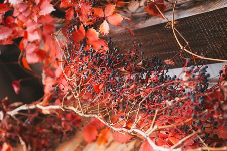 Wild grape with red leaves over brick wallの写真素材