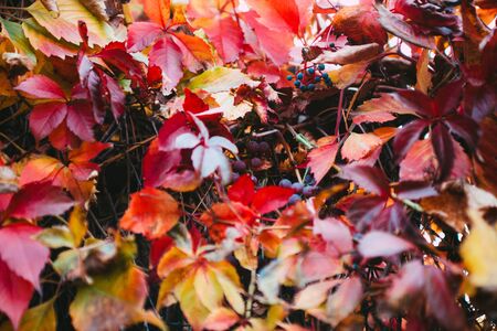  Purple, Violet, Yellow,  Red and Orange Autumn Leaves  of Wild Grape Backgroundの写真素材