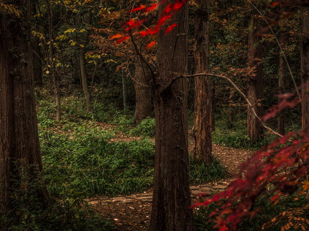 Hangzhou Jiuxi woodsの写真素材