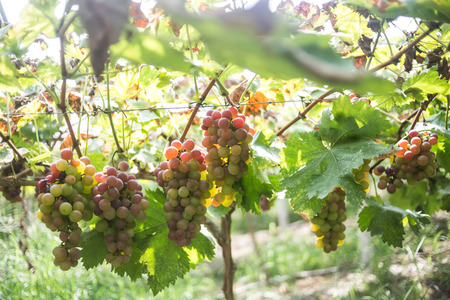 grapeの写真素材